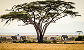 Elephants under trees in savanna landscape, Kenya, Africa