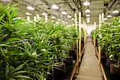 Cannabis plants growing in greenhouse, Denver, Colorado, USA