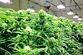 Cannabis plants growing in greenhouse, Denver, Colorado, USA