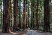 Trees growing in state park forest, California, United States