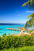 Palmen mit Blick auf den tropischen Ferienort, Bora Bora, Französisch-Polynesien