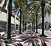 Palmen auf einem Gehweg, Miami Beach, Florida, Vereinigte Staaten von Amerika
