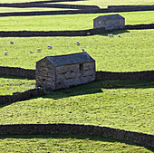 Schafe auf der Weide, Gunnerside Bottoms, Swaledale, Yorkshire Dales, Großbritannien