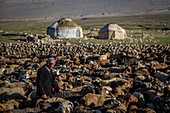 Viehherden der Kirgisen im Pamir, Afghanistan, Asien