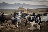 Viehherde der Kirgisen im Pamir, Afghanistan, Asien