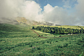 Field landscape on Sao Miguel, Azores, Portugal, Atlantic Ocean, Atlantic Ozen, Europe