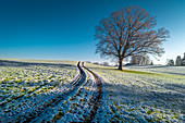 Lone tree on a pasture in the winter mood in the blue country. Uffing, Staffelsee, Bavaria, Germany