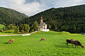 Cows in front of the Church of St. Nicholas, Obernberg am Brenner, Tyrol, Austria