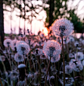 Detail shot of dandelion at sunset, Drizzona, Cremona province, Italy, Europe
