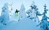 Skifahrer im Sprung vor verschneiten Bäumen, Hochzillertal, Tirol, Österreich