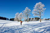 Woman in cross-country skiing runs past hoarfrost trees, Schonach-Belchen skiing trail, Black Forest, Baden-Württemberg, Germany