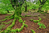 Buchenwald, Nationalpark Kellerwald-Edersee, UNESCO Welterbe Alte Buchenwälder, Hessen, Deutschland