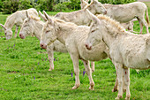 Weiße Esel, Neusiedler See, Nationalpark Neusiedler See, UNESCO Welterbe Neusiedler See, Burgenland, Österreich