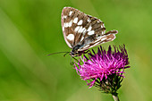 Checkerboard butterfly sits on thistle, Melanargia galathea, Bellunesian Dolomites National Park, Dolomites, UNESCO World Heritage Dolomites, Veneto, Italy