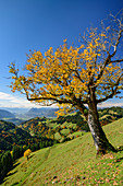 Maple in autumn leaves with Inntal in the background, Wandberg, Chiemgau Alps, Tyrol, Austria
