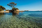 Beach and pine trees, Palombaggia, Porto Vecchio, Corse-du-Sud, Corsica, France