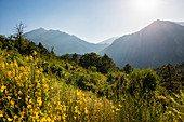 Mountains and flowering gorse, near Corte, Haute-Corse, Corsica, France