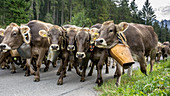 Kühe mit Kuhglocken laufen  in der Herde auf bewaldeten Strassen in den Bergen. Deutschland, Bayern, Oberallgäu, Oberstdorf