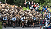 Traditionelle Hirten und Kühe mit Kuhglocken laufen  in der Herde auf bewaldeten Strassen in den Bergen. Deutschland, Bayern, Oberallgäu, Oberstdorf