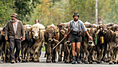 Hirten und Kühe mit Kuhglocken laufen  in der Herde auf bewaldeten Strassen in den Bergen. Deutschland, Bayern, Oberallgäu, Oberstdorf