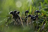 Zerfließende Tintlinge Pilze auf einer Wildwiese aus der Froschperspektive, Deutschland, Brandenburg, Spreewald