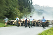 Shepherds and cows with cowbells run in the herd on forested roads in the mountains. Germany, Bavaria, Oberallgäu, Oberstdorf