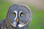 France, Loiret, Sologne, Ligny le Ribault, Great Grey Owl or Great Gray Owl (Strix nebulosa)