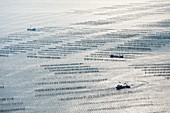 France, Vendee, La Faute-sur-Mer, boats in mussel poles fields (aerial view)