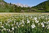 France, Hautes-Alpes, Nevache La Claree valley, daffodils, narcissus family Amaryllidaceae, overlooking the Pointe Cerces (3097m)