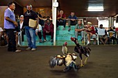 France, Reunion island (French overseas department), Petit Tampon, cockfight in the Rond de Coq