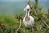 France, Somme, Baie de Somme, Marquenterre Park Spoonbill (Platalea leucorodia) bird nesting on top of a pine tree