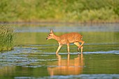 Frankreich, Doubs, natürlicher Bereich für Allan zu Brognard-Rotwild, Frau, die das Wasser bei Sonnenuntergang kreuzt