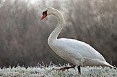 France, Doubs, Mute Swan (Cygnus olor) moving in a frosty meadow hive