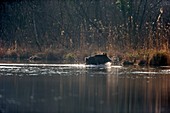 Frankreich, Elsass, Rheinwald, Wildschwein (Sus scrofa) schwimmt über Kanal