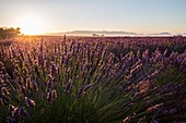 France, Alpes de Haute Provence, Parc Naturel Regional du Verdon (Regional natural park of Verdon), plateau of Valensole, flowers of lavender in a field