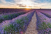 Frankreich, Alpes-de-Haute-Provence, Regionaler Naturpark Verdon, Hochebene von Valensole, Lavendelfeld
