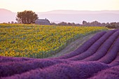 France, Alpes de Haute Provence, Parc Naturel Regional du Verdon (Regional natural park of Verdon), plateau of Valensole, field of lavender and sunflowers