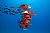 Shoal of reef bigeye, Priacanthus hamrur, North Male Atoll, Indian Ocean, Maldives