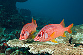 Big thorn hussar fish, Sargocentron spiniferum, Felidhu Atoll, Indian Ocean, Maldives