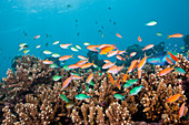 Flammenschwanz-Fahnenbarsche am Riff, Pseudanthias ignitus, Felidhu Atoll, Indischer Ozean, Malediven