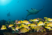 Riff-Manta, Manta alfredi, Ari Atoll, Indischer Ozean, Malediven