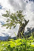 Old tree with new shoots, broken by lightning, stands alone in a meadow in front of a mountain backdrop with dramatic cloud formations in the sky. Germany, Bavaria, Oberallgäu