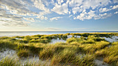 Dune landscape on the elbow, List, Sylt, Schleswig-Holstein, Germany