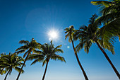 Palm trees backlit, Fort Myers Beach, Florida, USA