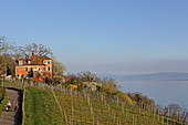 Vineyards with Pension Ödenstein, Meersburg, Lake Constance, Baden-Württemberg, Germany