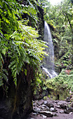 Cascada de los Tilos, Wasserfall in der Schlucht vom Lorbeerwald, Barranco del Agua, La Palma, Kanarische Inseln, Spanien, Europa