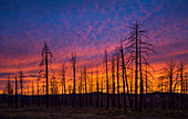 Sunset with burned down dead trees
