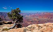 Tree and canyons of the Grand Canyon on the South Rim at sun with blue sky, USA