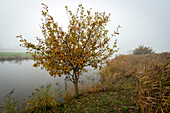 Junger Eichenbaum am Friedeburger Tief im Nebel, Altgödens, Sande, Friesland, Niedersachsen, Deutschland, Europa
