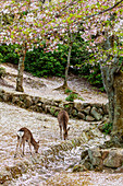 Wild deer and cherry blossom, Miyajima Island, Hiroshima Prefecture, Honshu, Japan, Asia